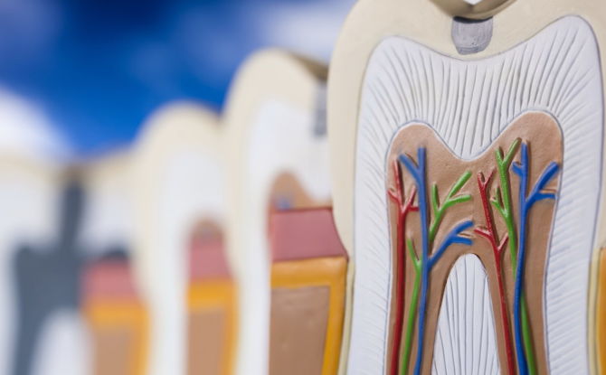 Combien de canaux et de nerfs dans les dents, table