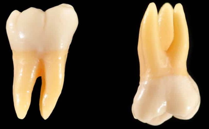 Quelles dents sont appelées molaires et prémolaires, caractéristiques anatomiques