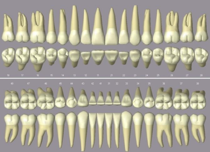 Différences dans la structure des dents supérieures et inférieures