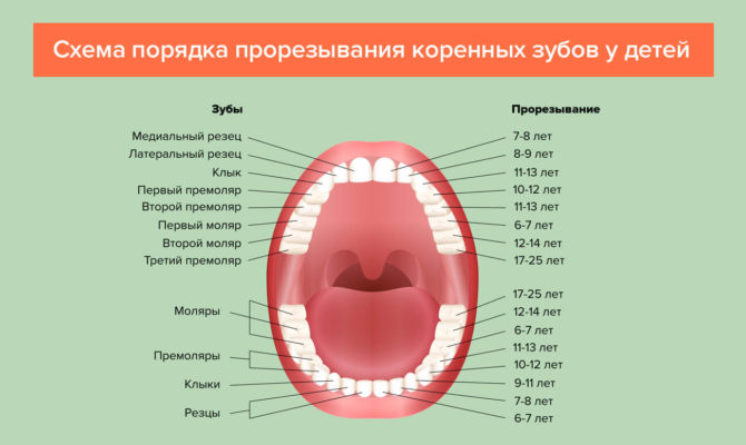 Schéma de dentition pour les dents permanentes chez les enfants